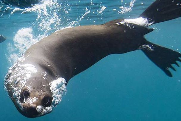Seals and Sea Lions | Explora