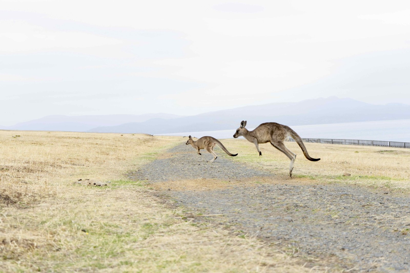 40_tasmania_maria_island_2502_cr-Angela-Peter