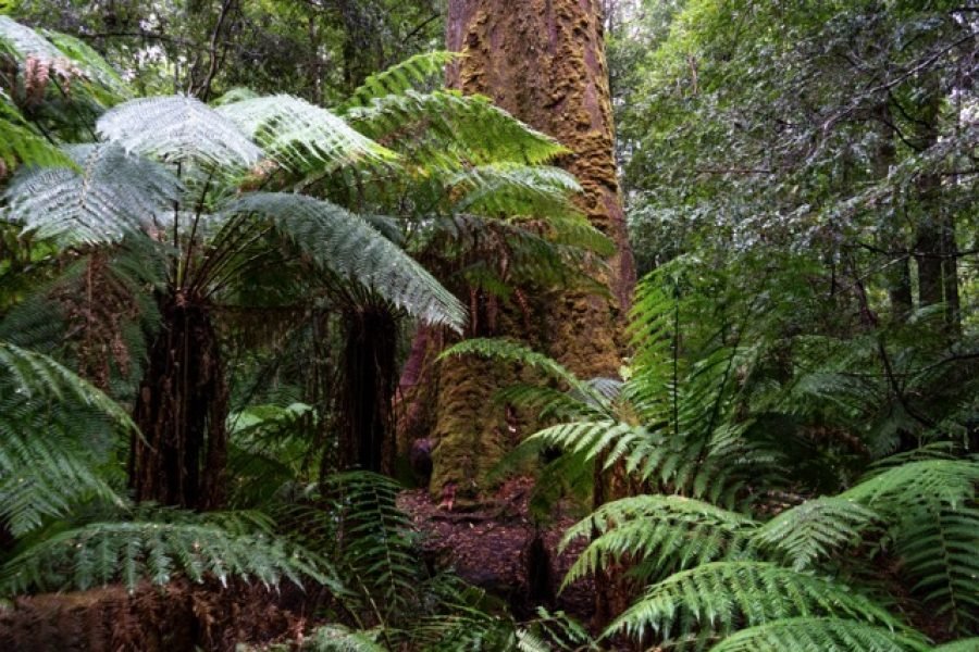 28_tasmania_styx_tall_trees_2502_cr-Angela-Peter Medium