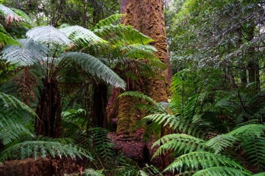 28_tasmania_styx_tall_trees_2502_cr-Angela-Peter Medium