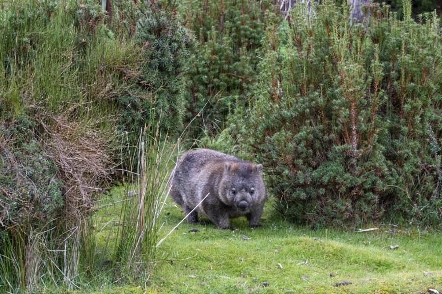 33_tasmania_cradle_mountain_2502_cr-Angela-Peter (1) (1)