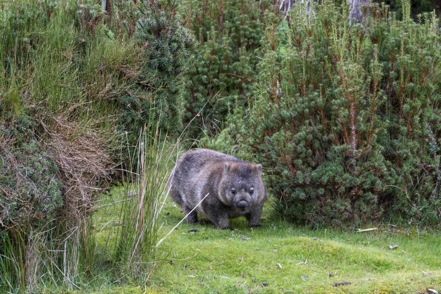 33_tasmania_cradle_mountain_2502_cr-Angela-Peter (1) (1)