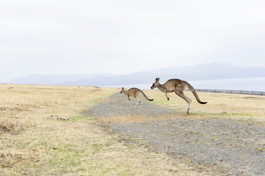 40_tasmania_maria_island_2502_cr-Angela-Peter (1)