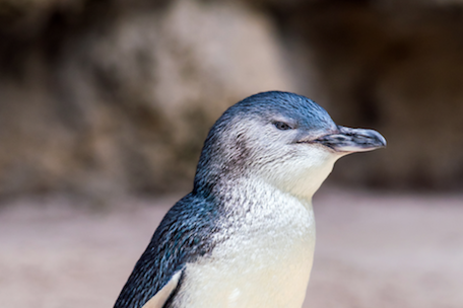 Penguins | Explora
