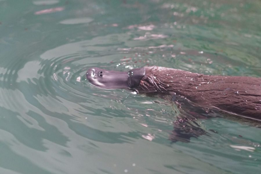 Platypus-unsplash (1) (1)