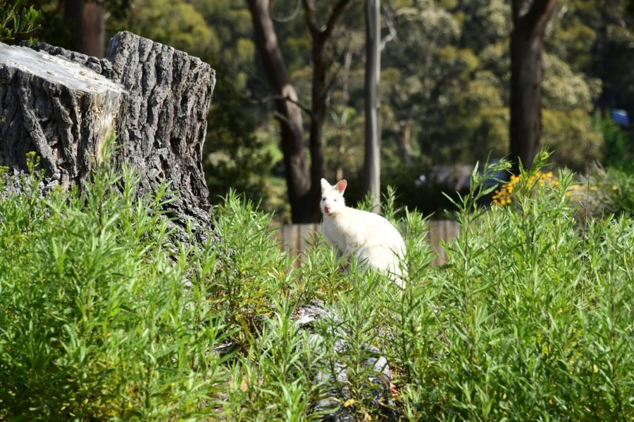 Withe Wallaby - unsplash (1) (1) (1)