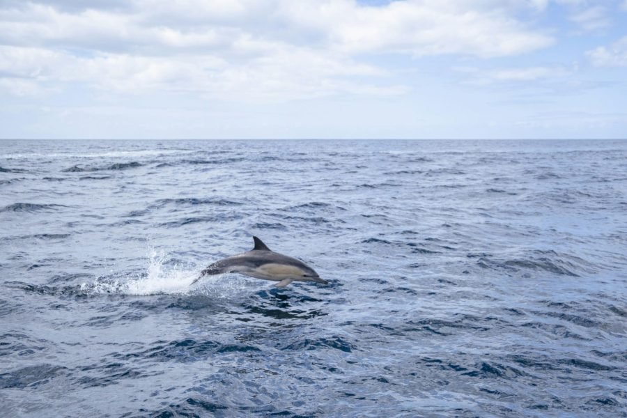 dolphin-unsplash (1) (1)